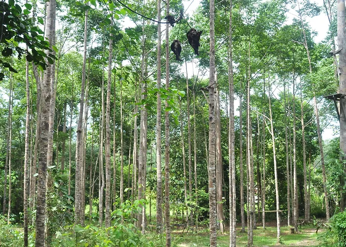 Samboja Lodge